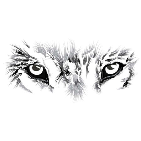 beau visage loup. illustration